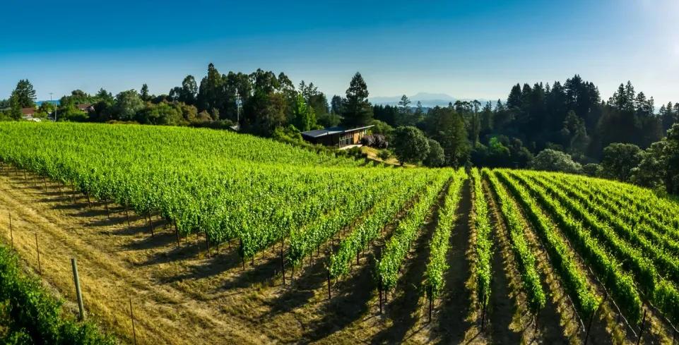 Vignoble dans le comté de Sonoma - Photo © iStock-halbergman