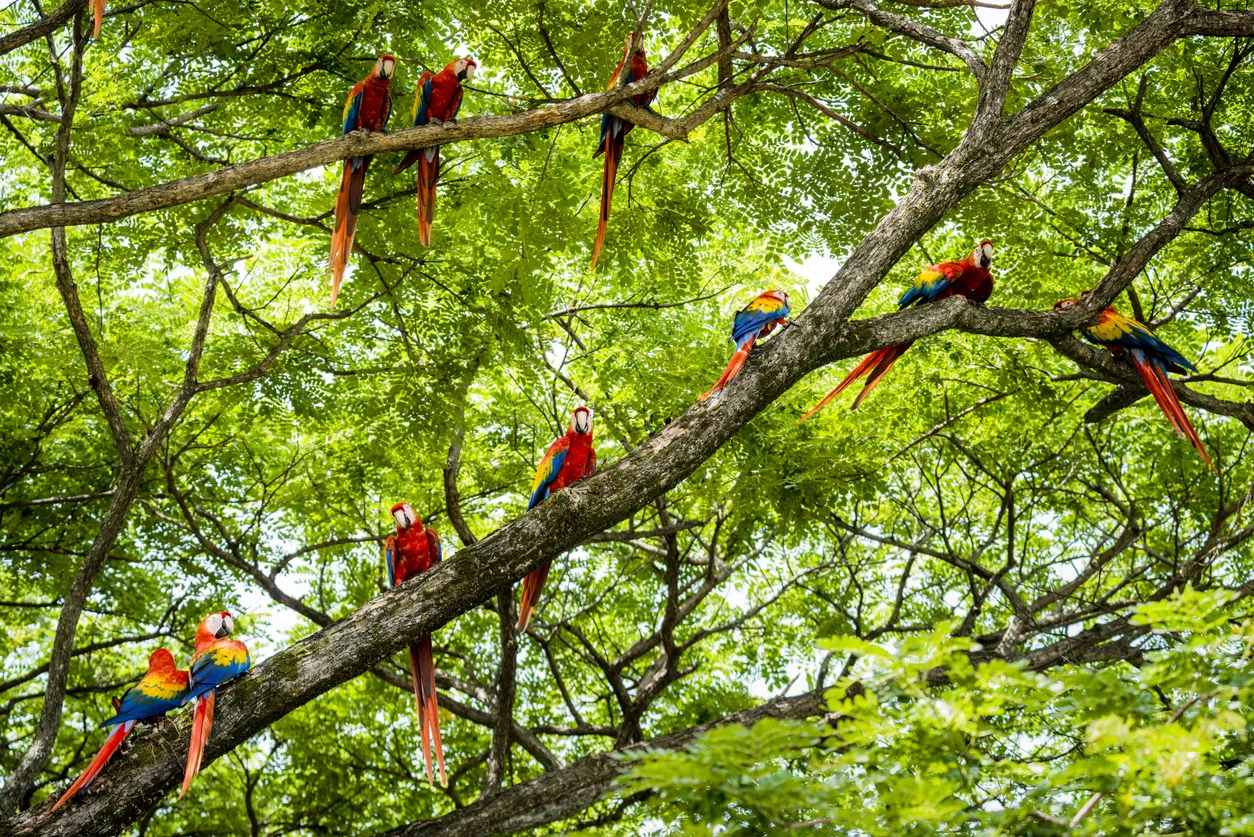 Troupeau d’aras écarlates dans la nature costaricienne © iStock / OGphoto