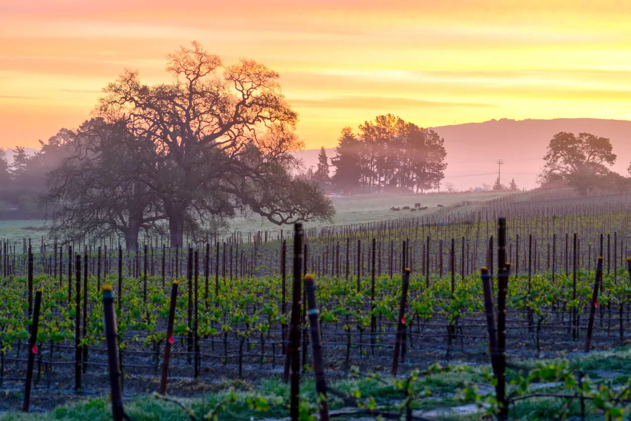 Vignoble de la Napa Valley en Californie, où le zinfandel est très présent. iStock / DavidGreitzer