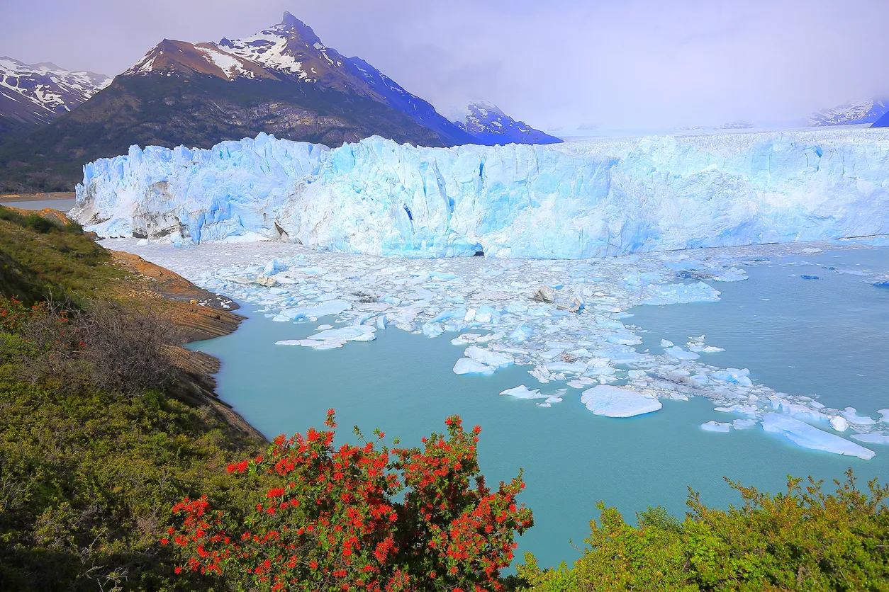 Le Glacier Perito Moreno avec son environnement floral au bord du lac Argentino, en Patagonie, près de El Calafate © iStock / agustavop