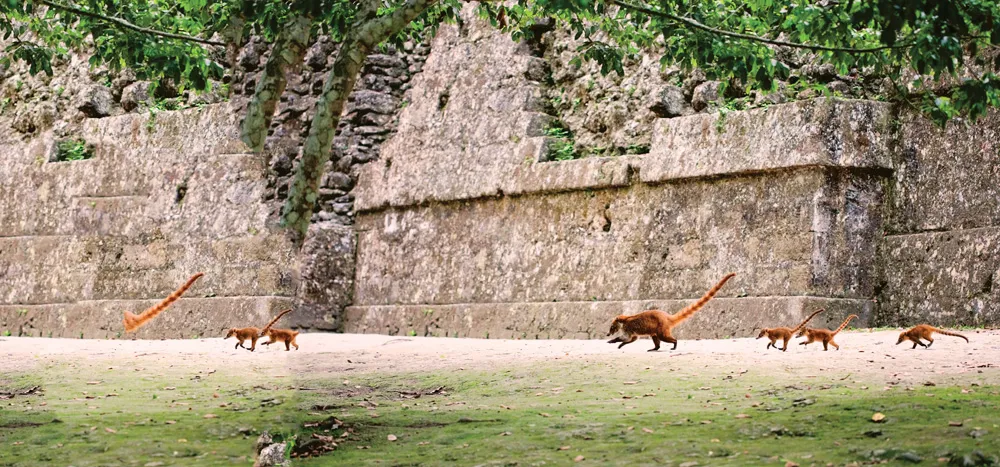 Des coatis parcourent le site de Tikal. | © iStockphoto.com/cnicbc