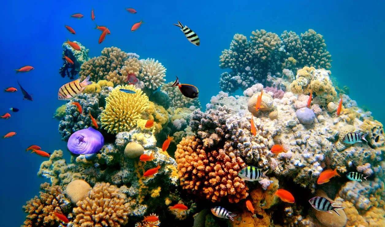 Des poissons sur un récif de corail © iStock / vlad61