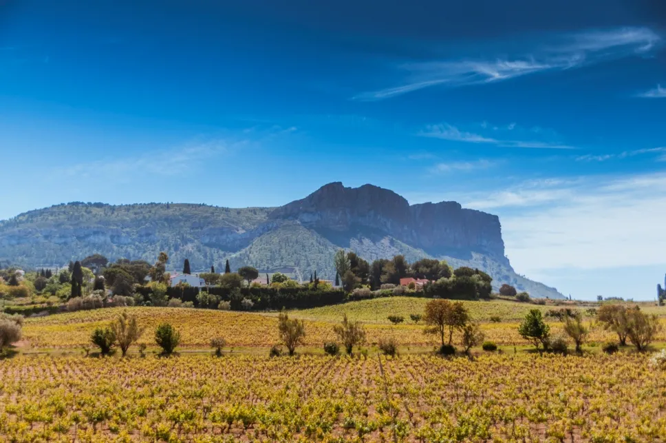 Vignoble dans la région de Cassis - Photo © iStock-Bulgac