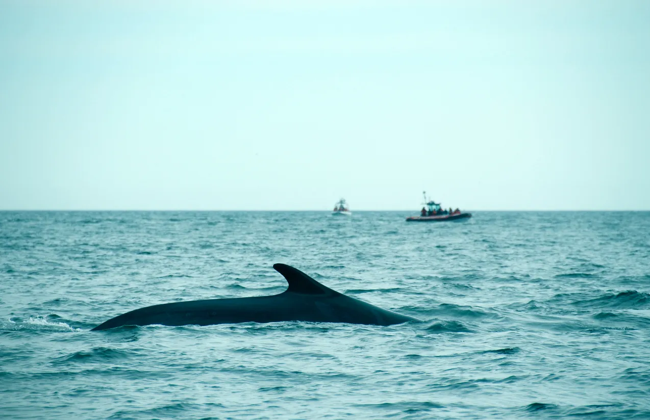 Observation des baleines près de Tadoussac © iStock / YanC