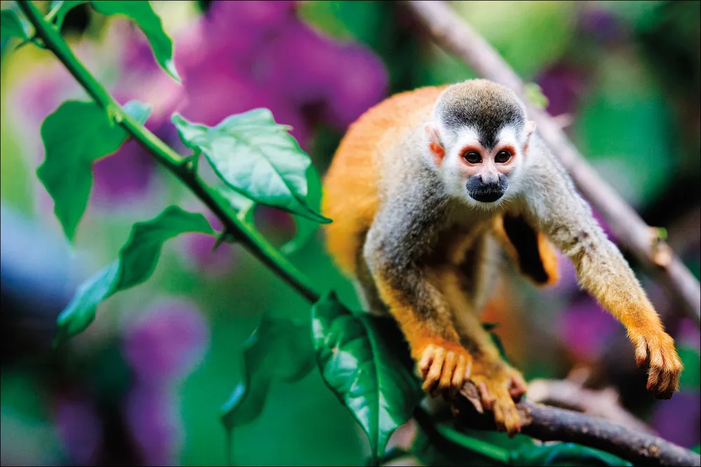 Un singe-écureuil au Costa Rica | © iStockphoto.com/Sergei Uriadnikov