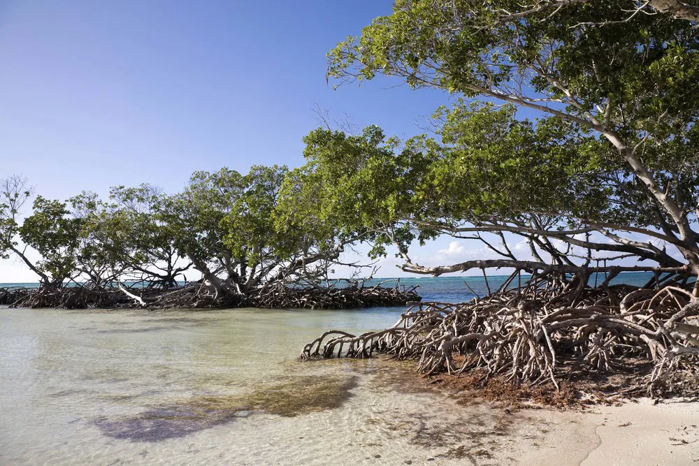 La mangrove du Parque Nacional Guanahacabibes.  | © iStockphoto.com/elifranssens