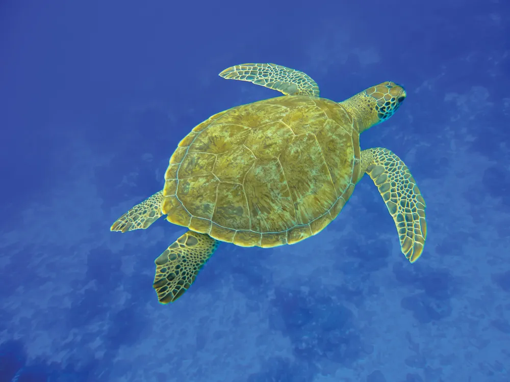 Une tortue verte au large d'Aruba, une des îles ABC | iStockphoto.com/ ThomasCampos