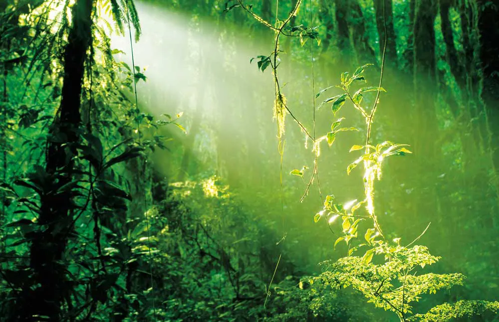 La forêt tropicale humide. | © iStockphoto.com/Vaara 