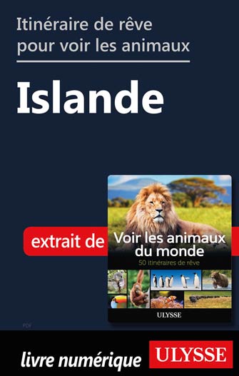 Itinéraire de rêve pour voir les animaux -  Islande