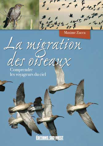 La Migration des Oiseaux - Comprendre les Voyageurs du Ciel