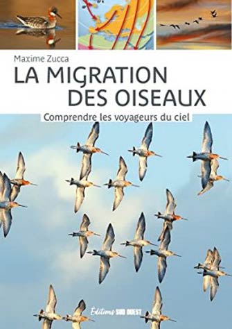 La Migration des Oiseaux : Comprendre les Voyageurs du Ciel