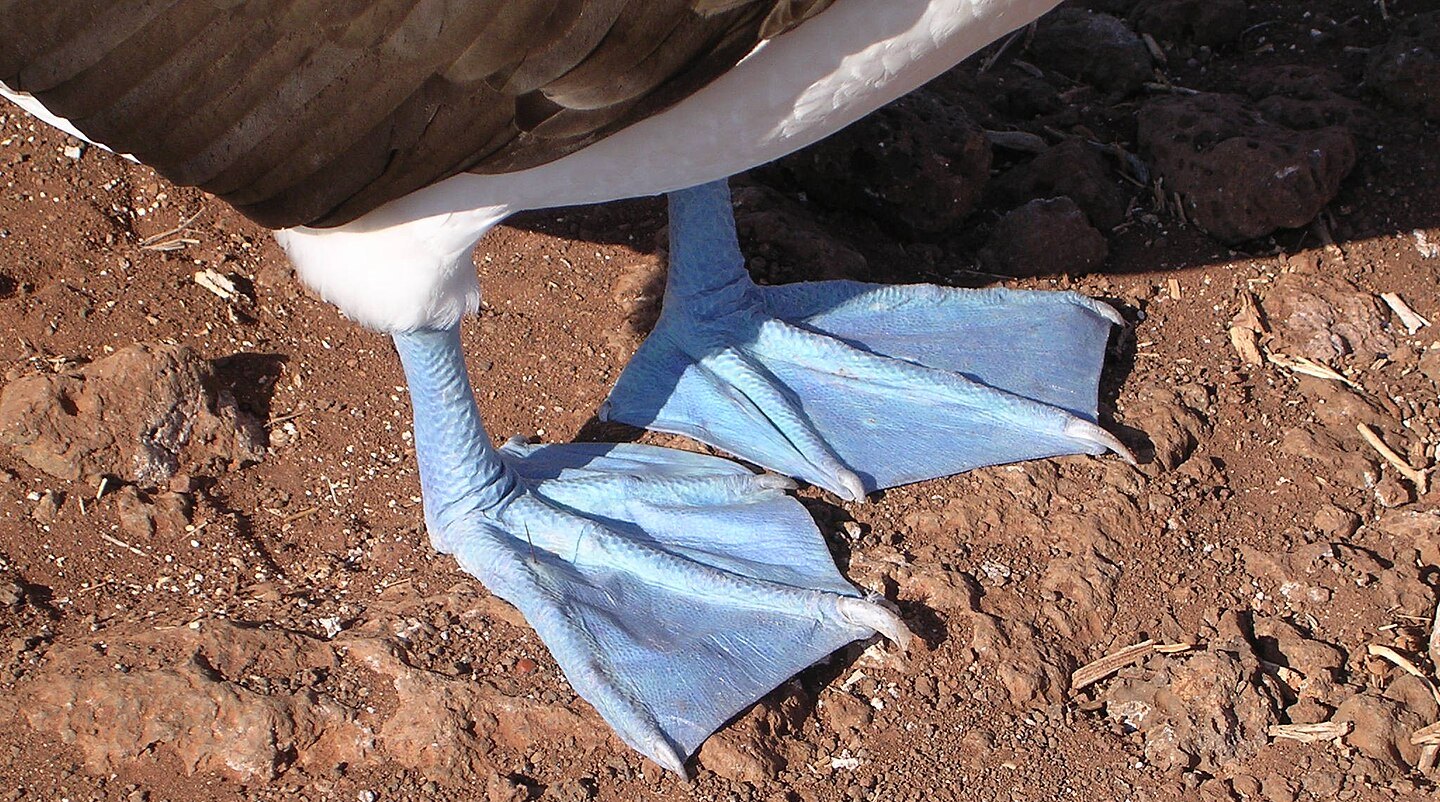 Détail des pattes d'un fou à pieds bleus, un oiseau marin des Galápagos. Par Marc Figueras (Oersted) — Travail personnel, CC BY-SA 2.5