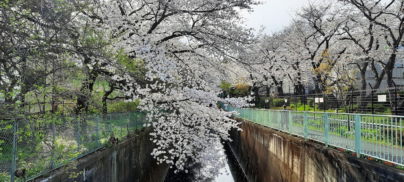 Le long de l'ancien aqueduc Tamagawa à Tokyo. Photo  © Daniel Desjardins