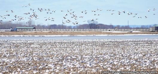 Balade printanière à Baie-du-Febvre pour le retour de la saison de moto!