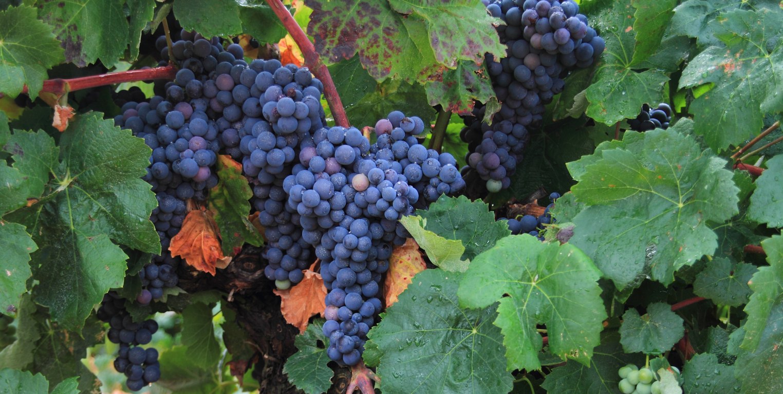 Grappes de Bobal, cépage natif de la région d’Utiel-Requena, Espagne .Par Chateau bobal — Travail personnel, CC BY-SA 4.0