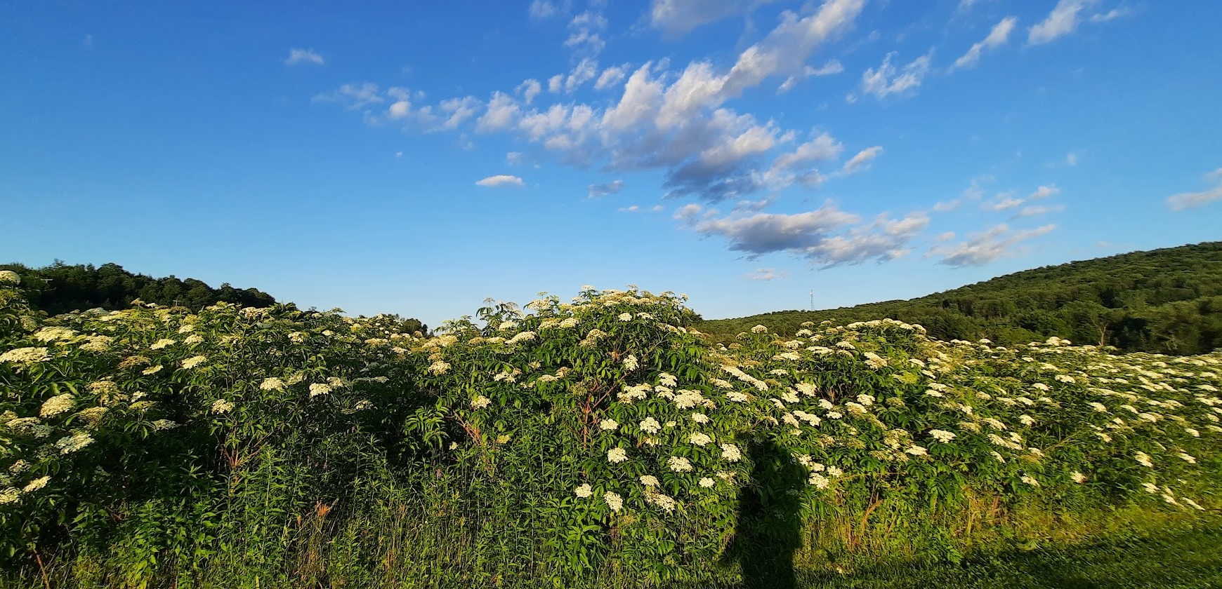 La nature aux environs du Lac Brome, Cantons de l'Est, Québec. Photo ©  Daniel Desjardins