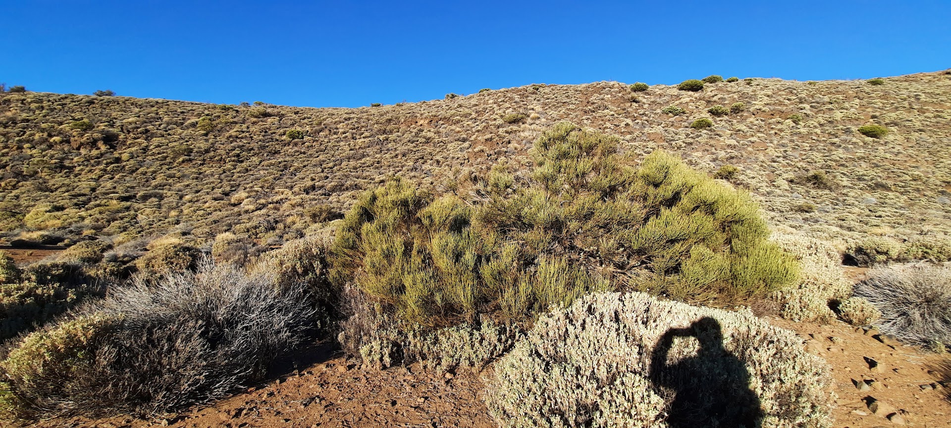 Parc national du Teide, île de TEnerife, Canaries, Espagne. Photo © Daniel Desjardins 
