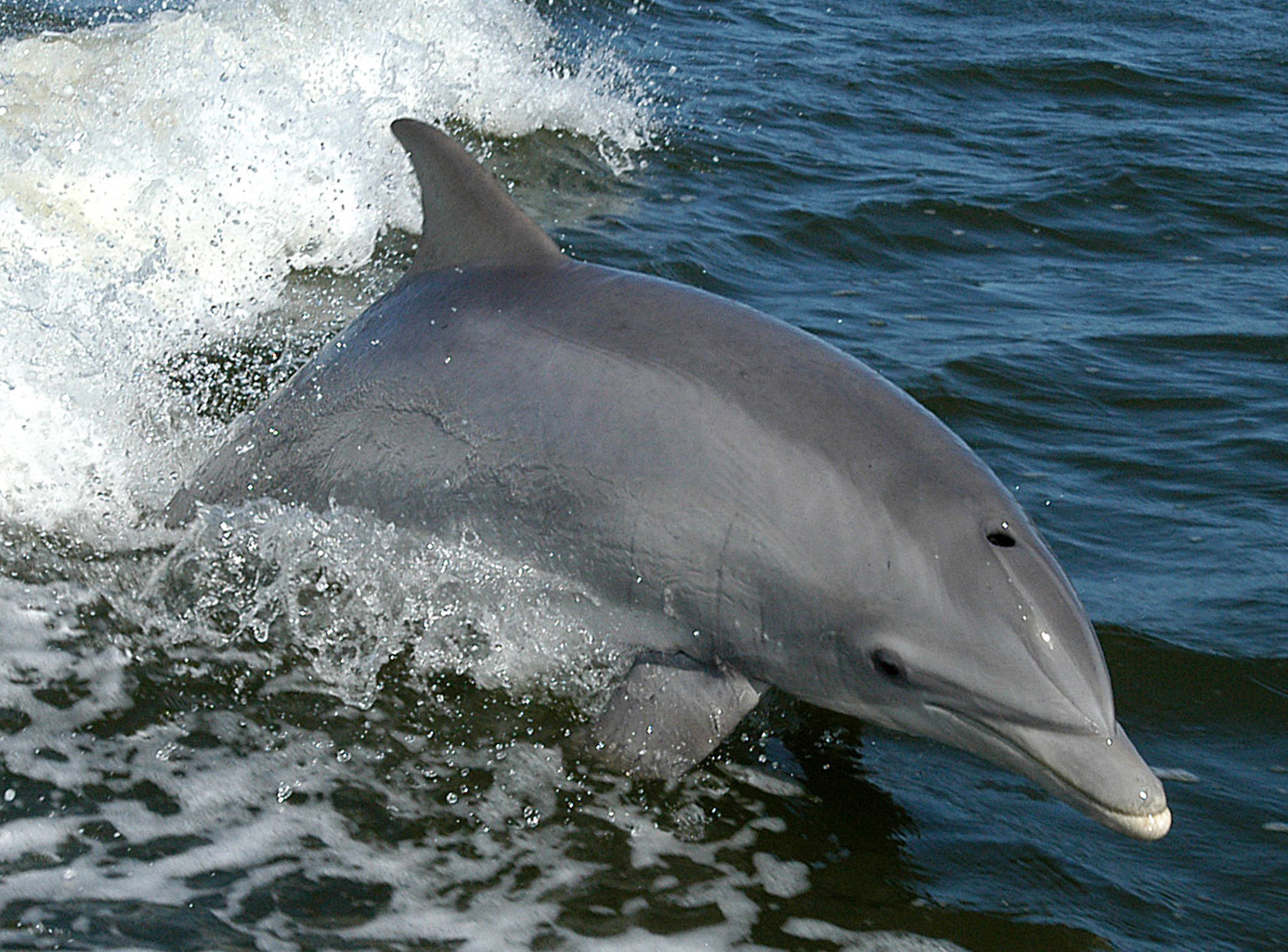 Le grand dauphin de la mer de Cortés
