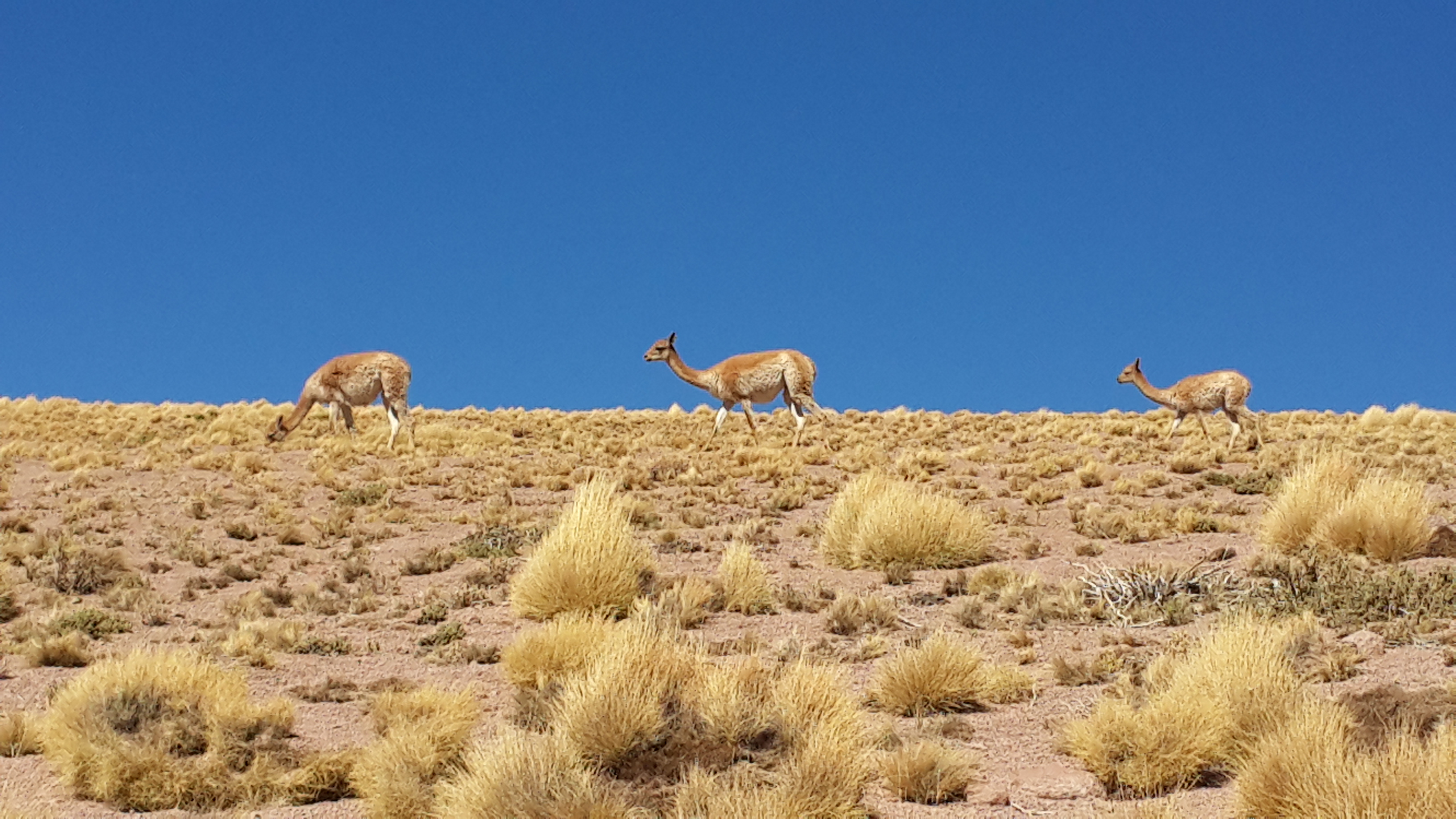 Vigognes à plus de 4000 m d'altitude dans le désert d'Atacama, Chili. Photo  © Daniel Desjardins