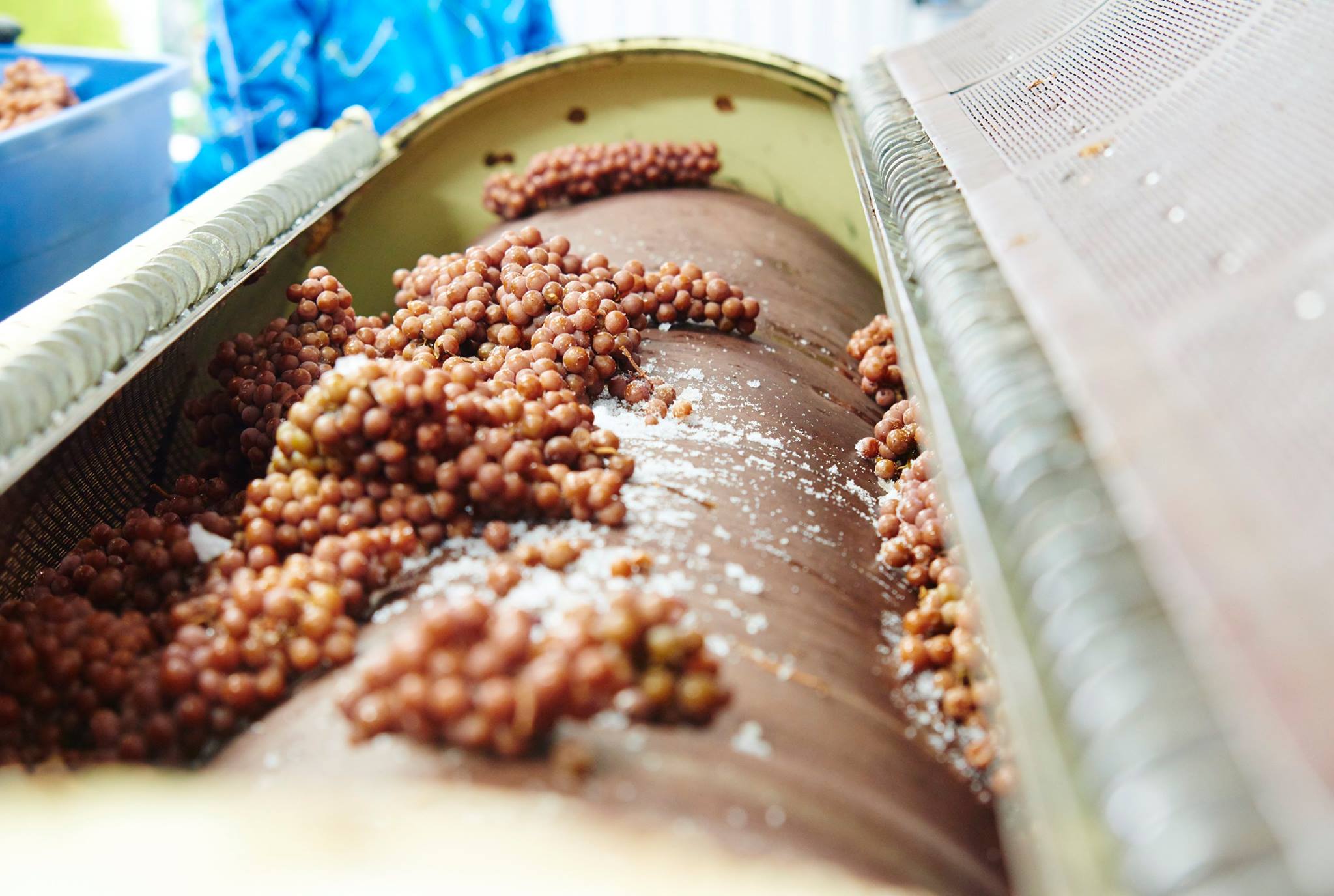 Au vignoble le Marathonien, des raisins qui viennent d'être récoltés et serviront à fabriquer le vin de glace