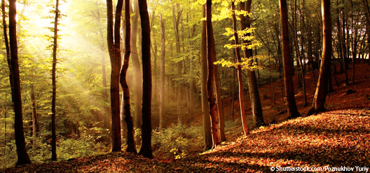 Coloration automnale : le phénomène expliqué aux randonneurs