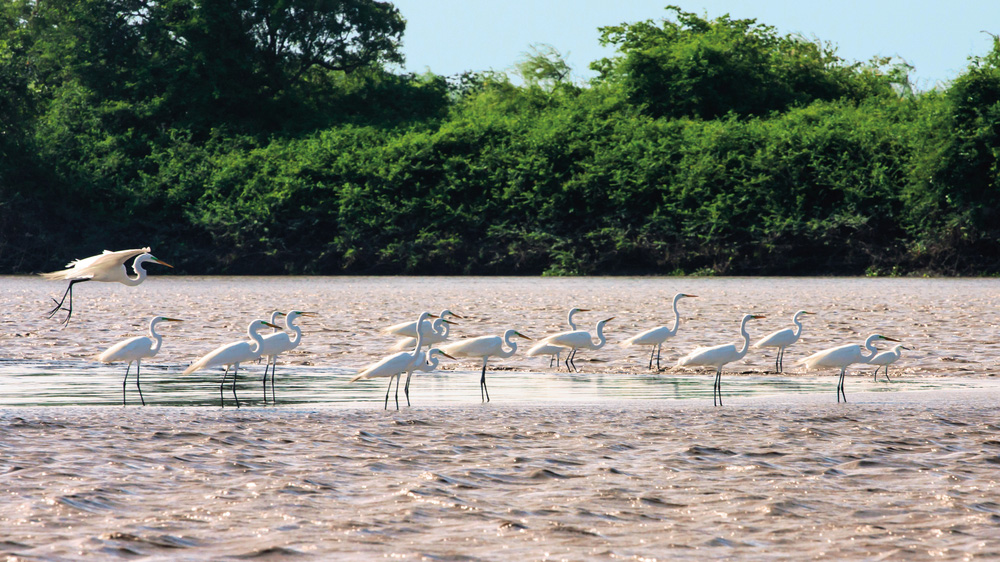 Parque Nacional Palo Verde
