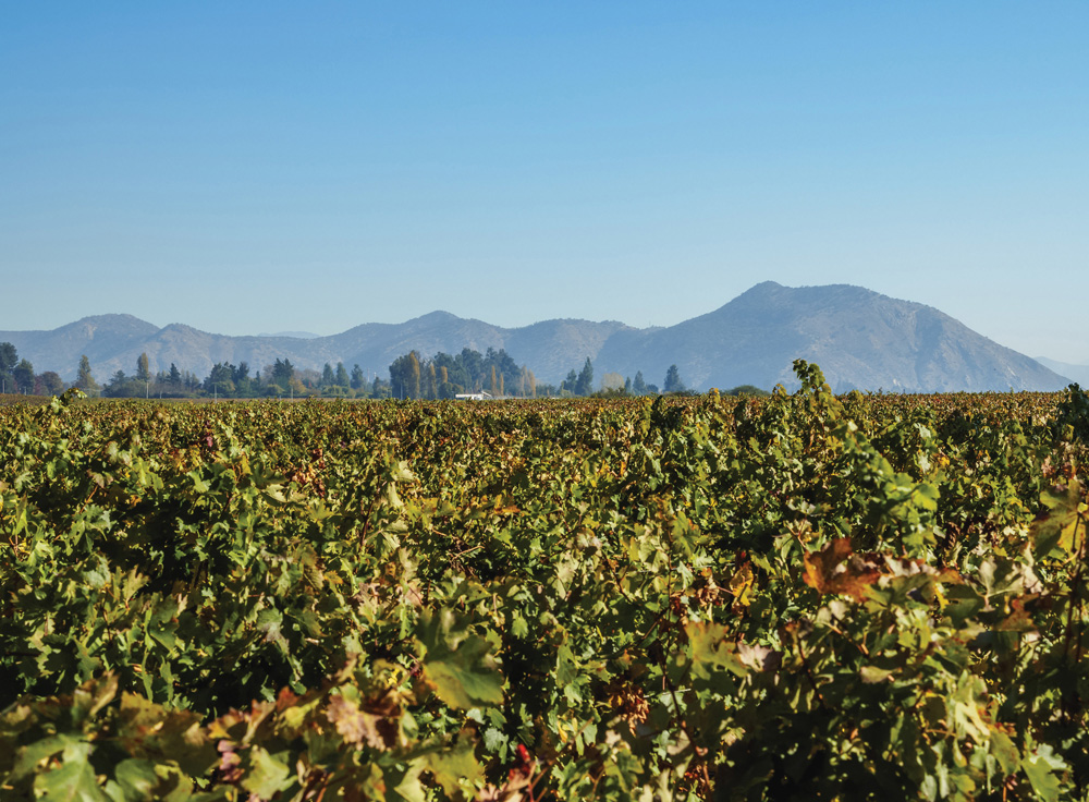 La route des vins chiliens