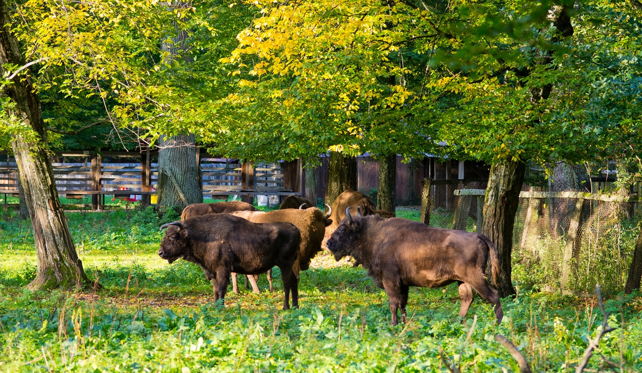 Les bisons de Bialowieza