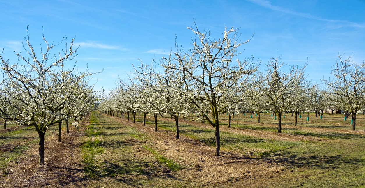 Floraison printanière dans les vergers de pruniers entre Villeneuve-sur-Lot et Agen, Lot-et-Garonne, Nouvelle-Aquitaine. © iStock / ChrisAt