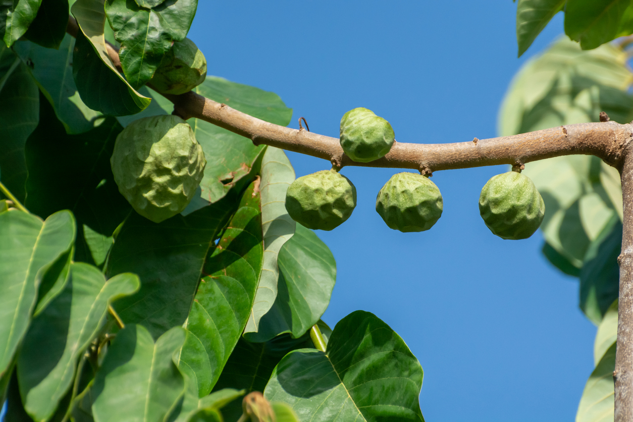 La Costa Tropical et ses plantations de fruits exotiques