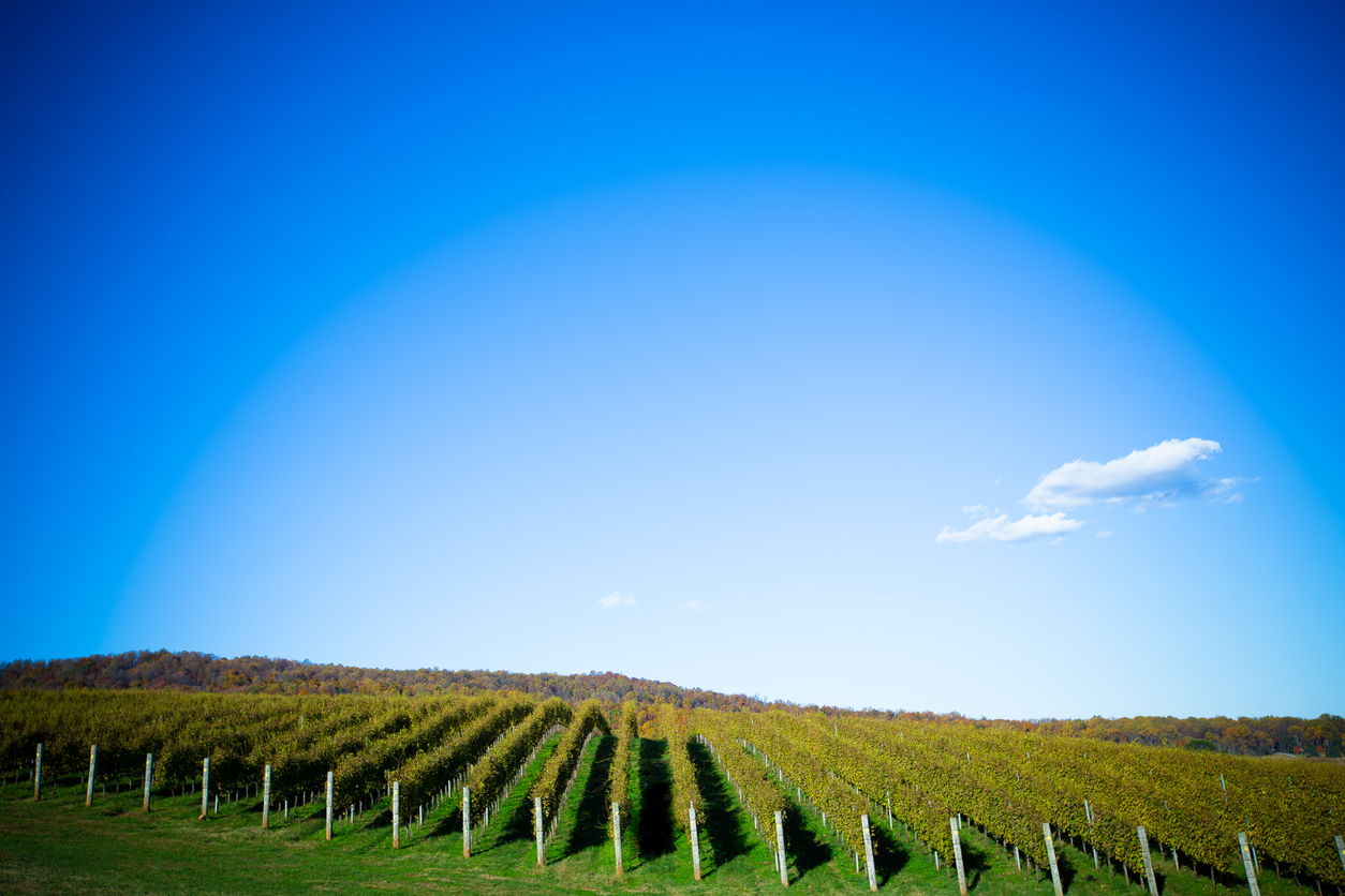 La route des vins de Monticello en Virginie