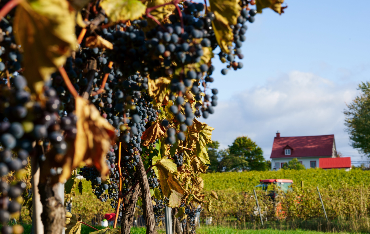 5 vignobles à voir sur la Route des vins de la péninsule du Niagara 