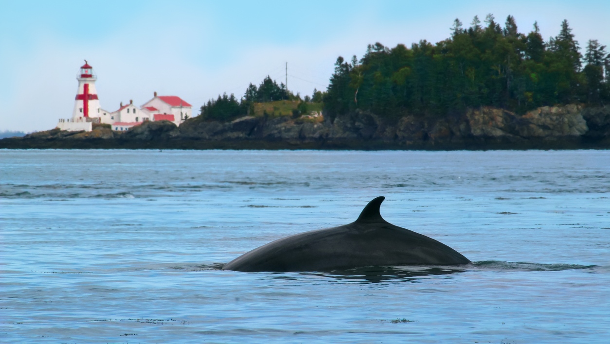 Les baleines de la baie de Fundy