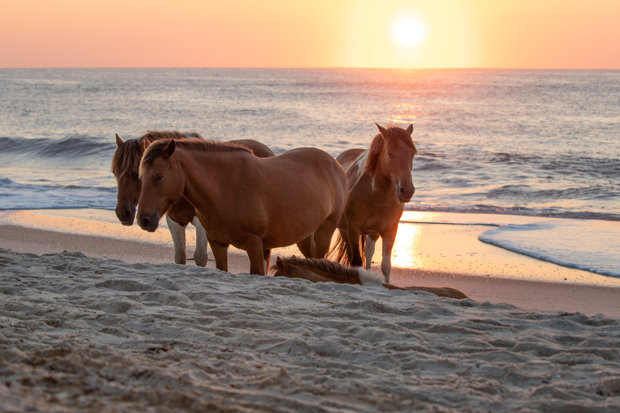 L’île d’Assateague sur la côte est américaine