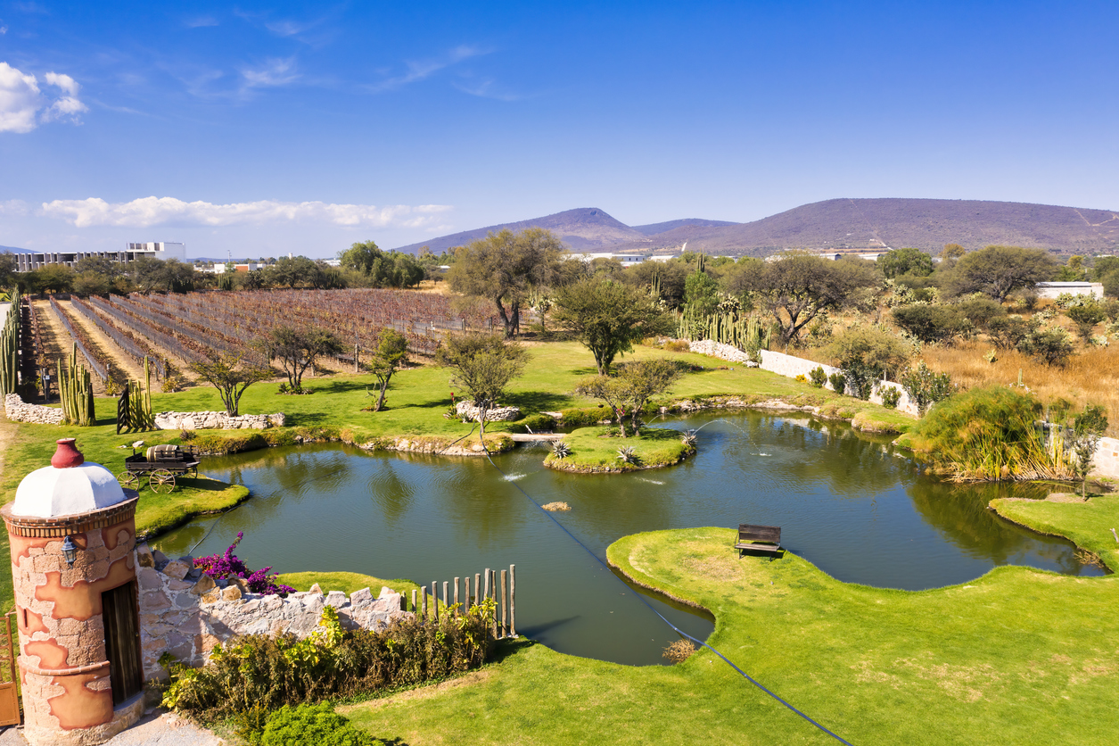 Vignoble de Querétaro  © iStock / Arturo Peña Romano Medina