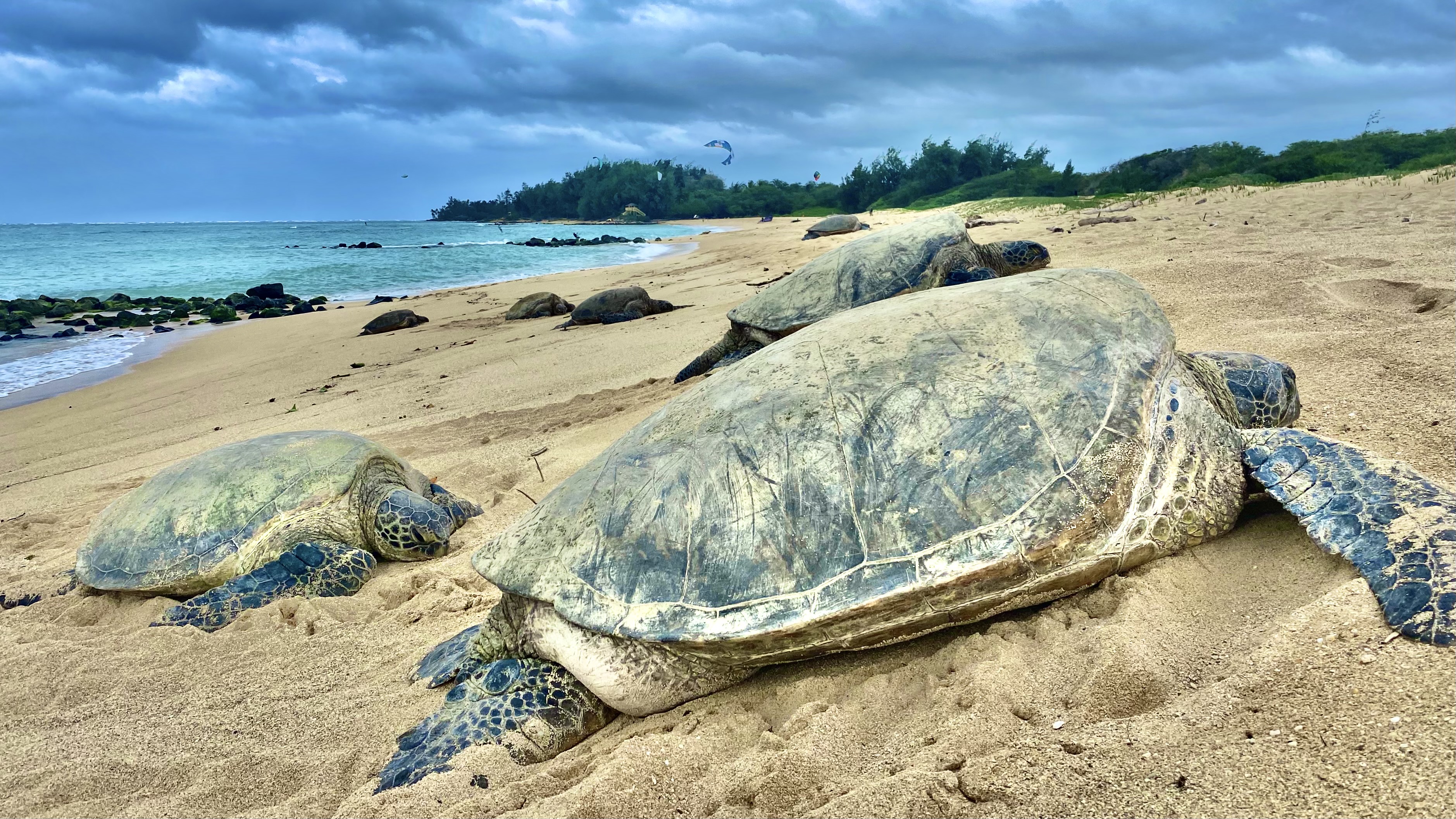 Tortues géantes sur la plage de Maui © iStock / samuel howell