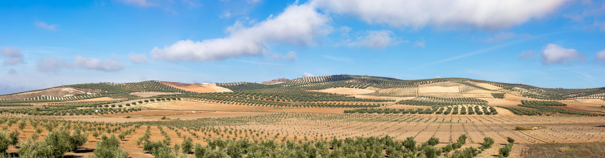 L’huile d’olive : l’or liquide andalou