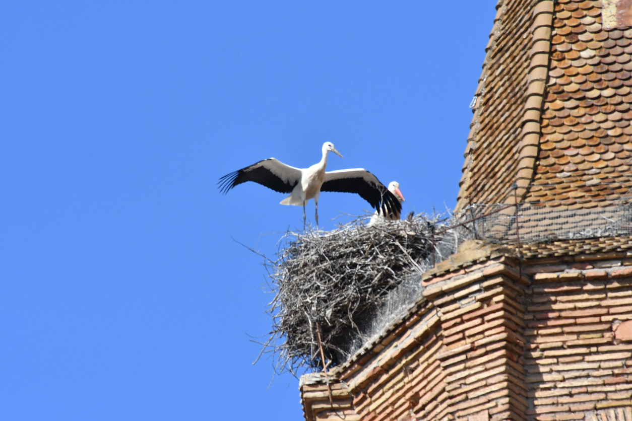  Cigognes en Espagne © iStock / Germán Lorenzo Fariña