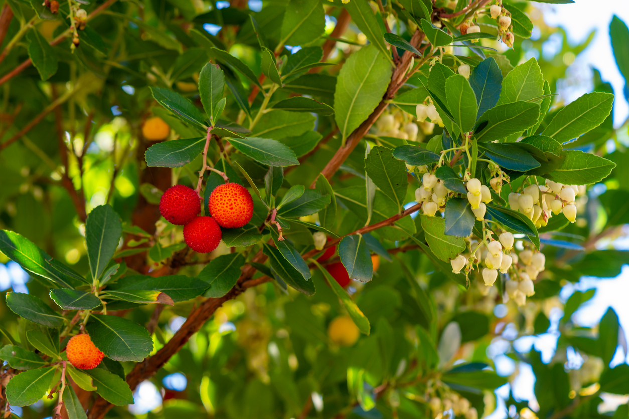 L’arbousier, emblématique arbuste fruitier de l’Algarve