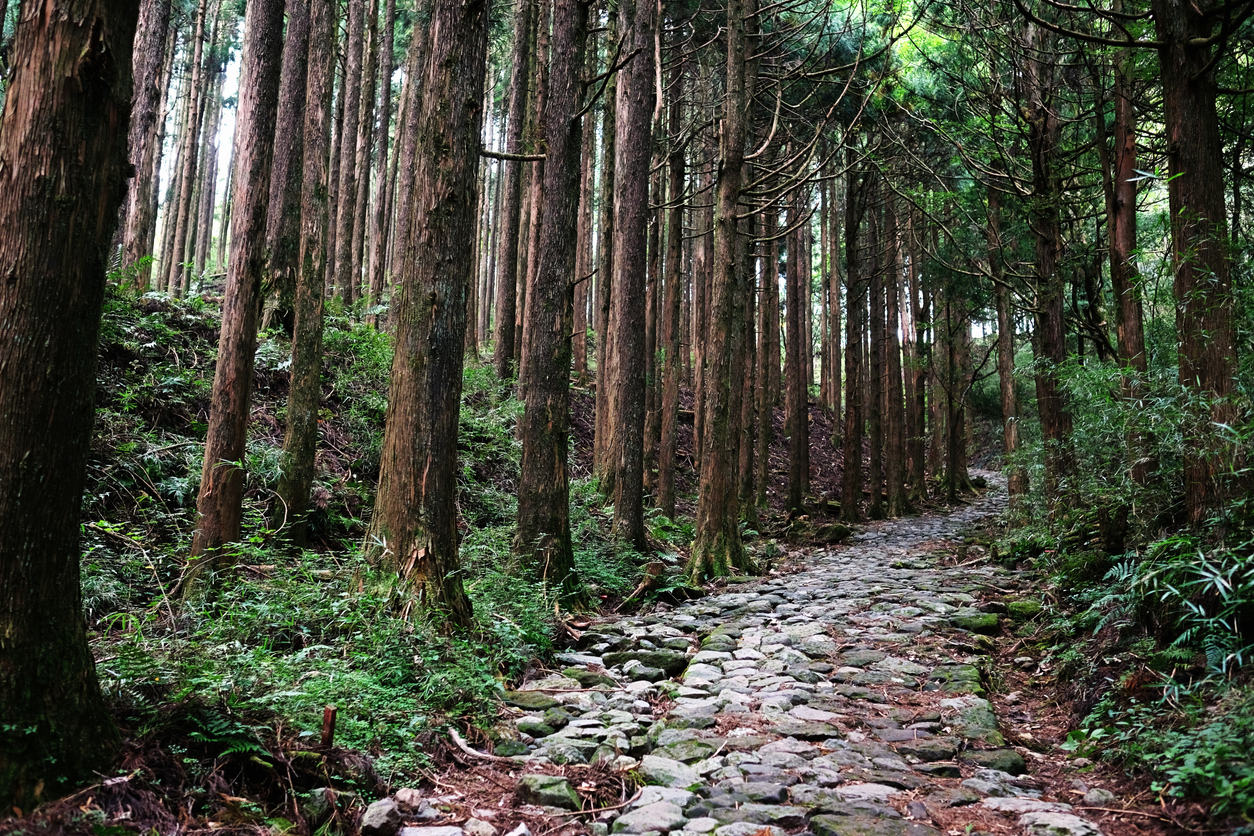 Les restes du vieux chemin du Tôkaidô à Hakoné, Japon.  © iStock / Jina Ihm