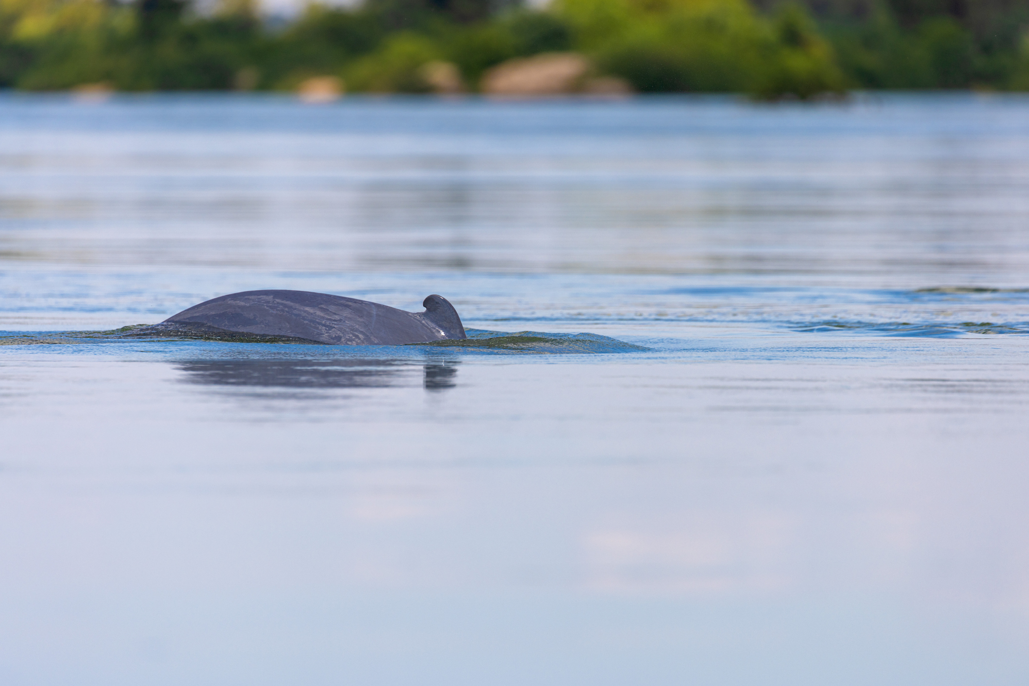 Au Cambodge, des dauphins de l’Irrawaddy