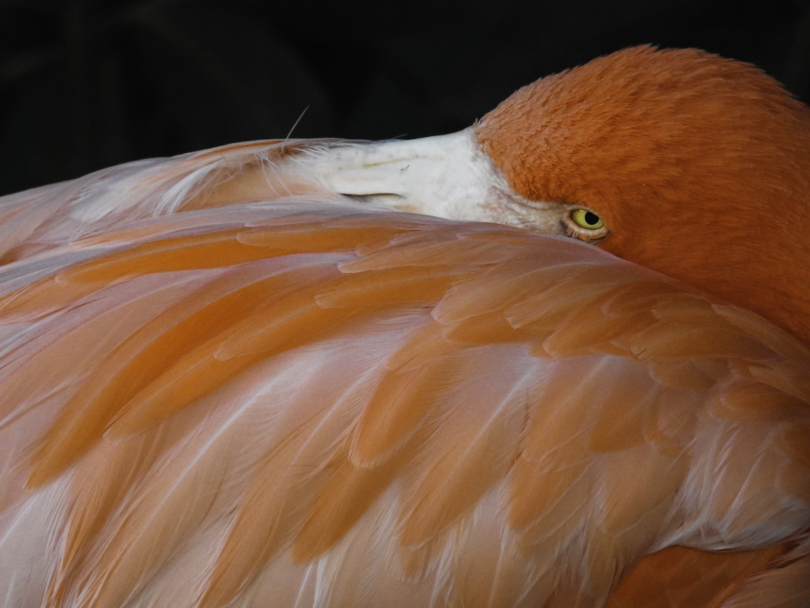 Encore plus de montagnes russes à SeaWorld!
