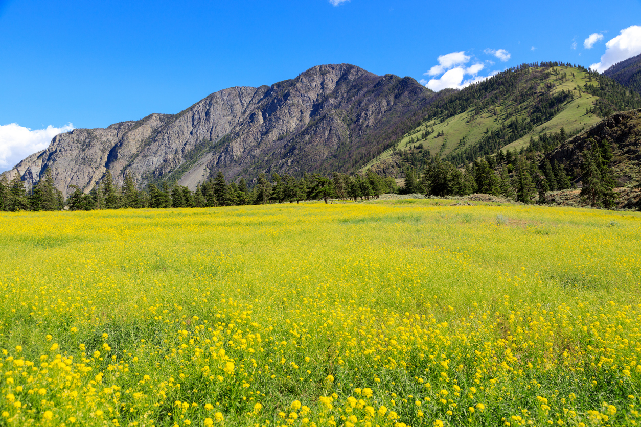 Champ de fleurs de moutarde à Keremeos dans la vallée de la rivière Similkameen en Colombie-Britannique.  © iStock / Nalidsa Sukprasert