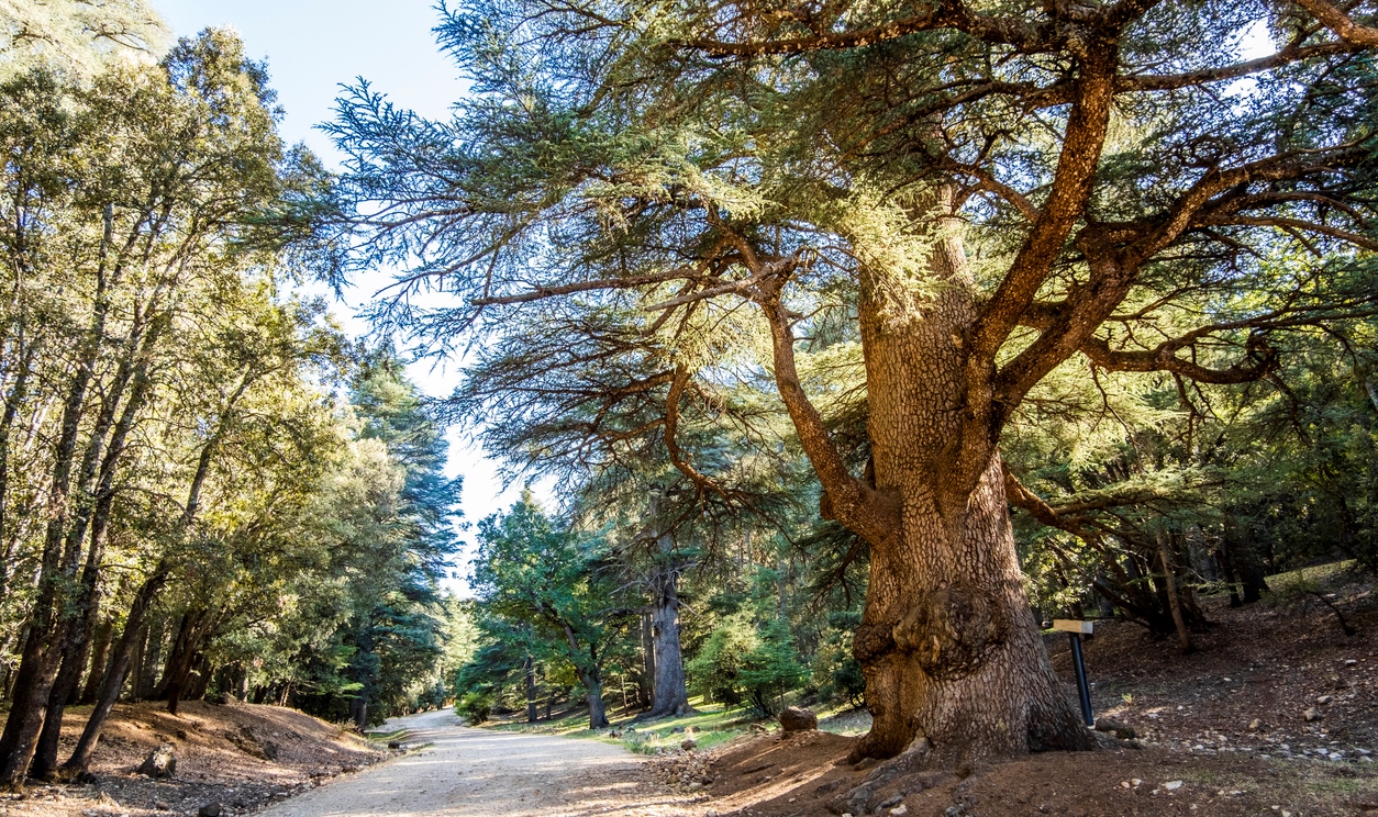 Cédraie près d'Azrou, Maroc © iStock / Jacek_Sopotnicki