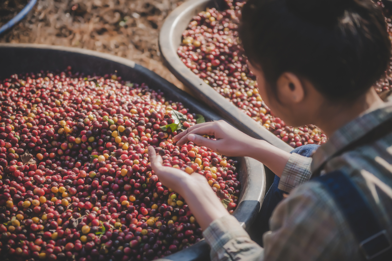 Lavage des grains de café au Laos  © iStock / jetacomputer