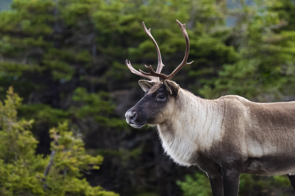 Un caribou mâle au Québec © iStock / pchoui