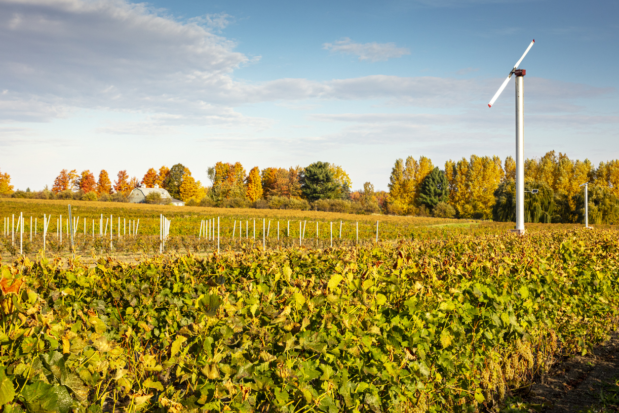 Vignoble près de Dunham au Québec  © iStock / Julie Caron