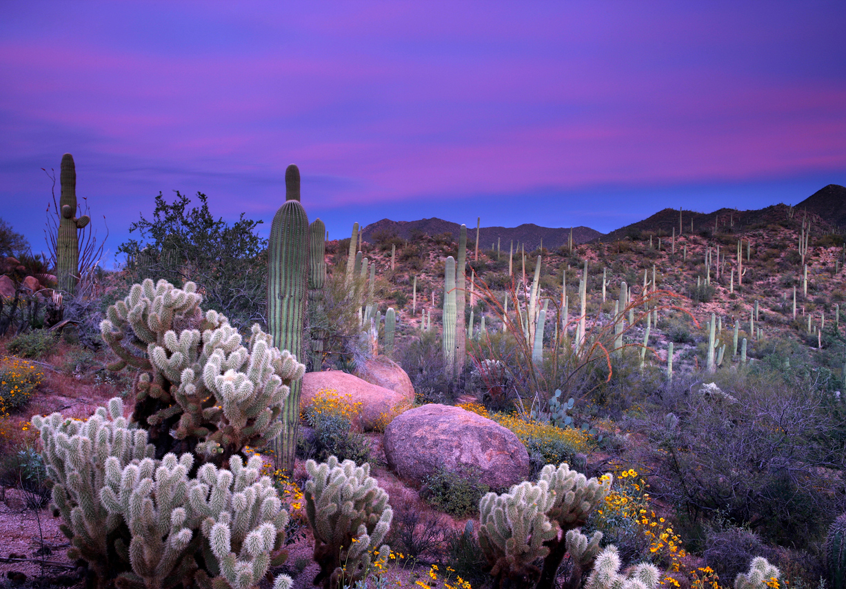 Saguaro National Park, Arizona © iStock / ericfoltz
