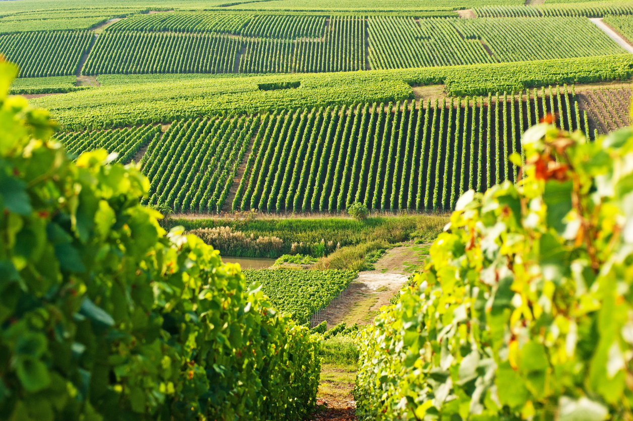 Vignoble à Cramant en Champagne  © iStock / Alphotographic