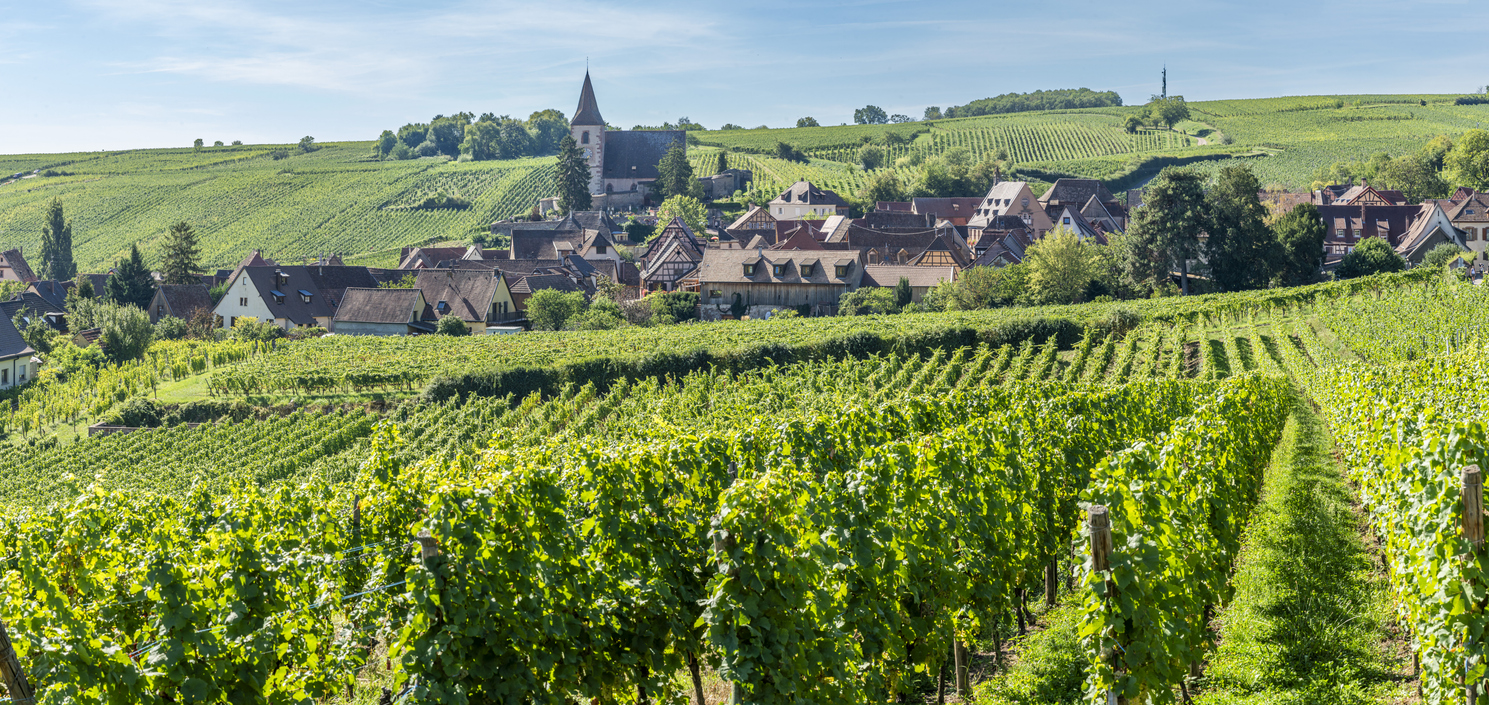 Vignoble alsacien à Hunawihr, France. ©  iStock / Franck Legros